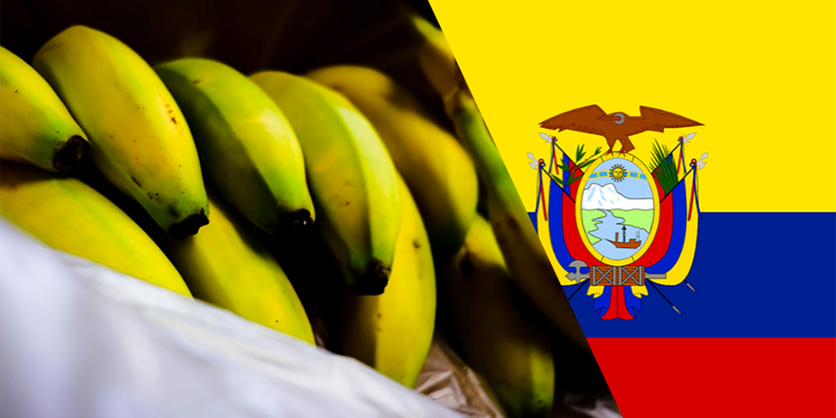 Ecuador: calo delle esportazioni di banane